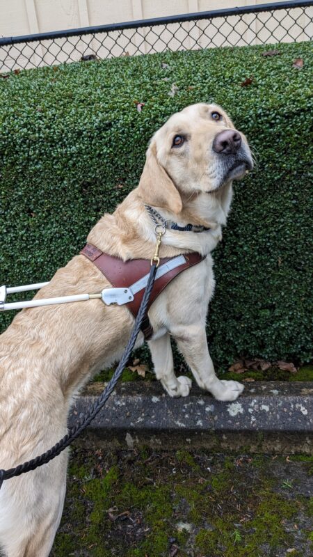 Felton, a short-coated cross, stands with his paws on a curb. He is wearing his harness and looking over his shoulder to the camera sweetly. Behind him is a green shrub.