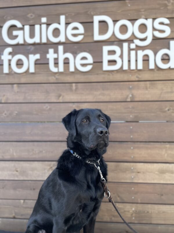 Piazza, a male black labrador, sits in front of a wooden wall with the GDB logo above him.  He is looking off to the right of the frame in a regal pose.