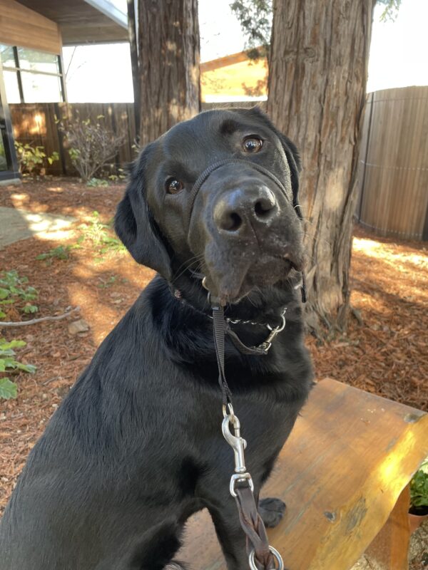 Piazza, a male black labrador, sits on a wooden bench on the GDB campus.  There are redwood trees and filtered afternoon sunlight behind him.