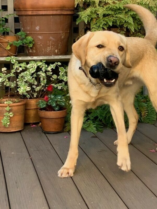 Picasso, a male yellow labrador, tosses his head around playing with a kong toy.  He is on a wooden deck with potted plants behind him.