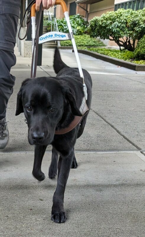 Black lab Rafa works in his harness up a sidewalk. His handlers leg can be seen following him.