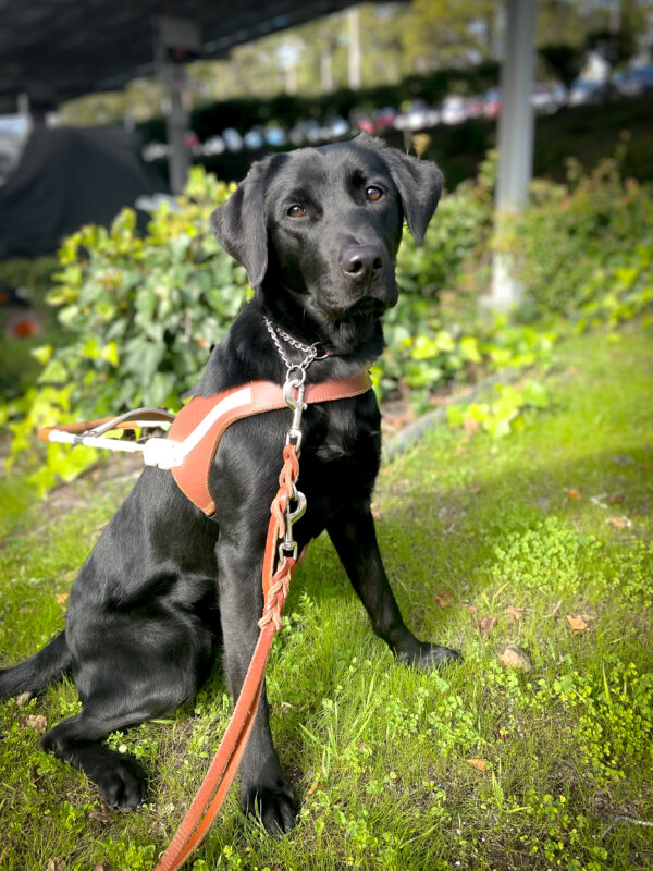 Pretty black Lab Reese gits on the grass in harness during her breeder assessment walk