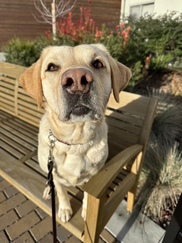 <p>Lychee, a female yellow labrador, is pictured on a bench in a close up shot. Her pink nose reaches toward the camera and the sun highlights her brown eyes.</p>