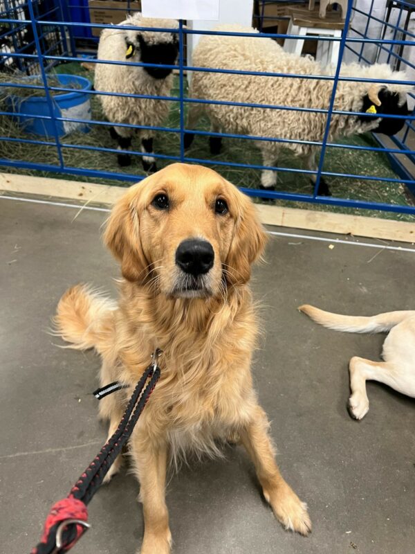 Golden Retriever Riggs sitting in front of some sheep in a pen.
