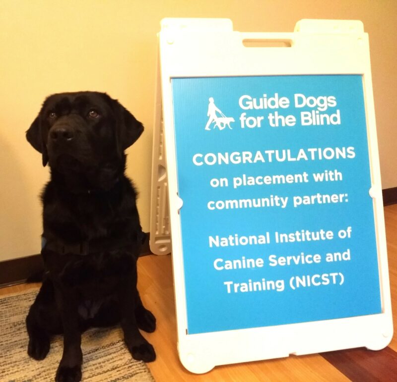 Black lab Riley sitting next to a blue sign welcoming her to the National Institute of Canine Service and Training Organization