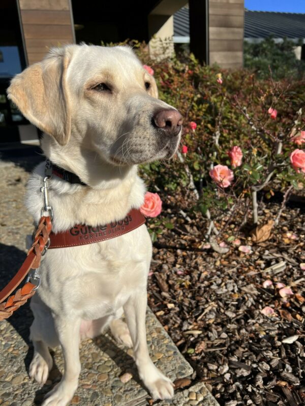 Sailor is sitting infront of a pink rose bush. She is wearing her guide dog harness and looking off to the side of the camera at something in the distance.