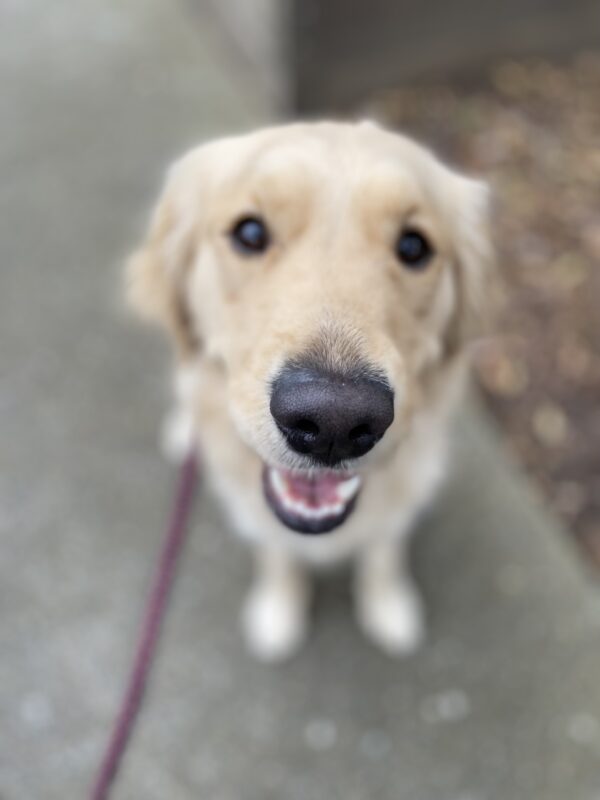A golden retriever/lab cross sits looking up at the camera.  Portrait mode was use so the background is blurred, but her black nose and dark eyes are highlighted.