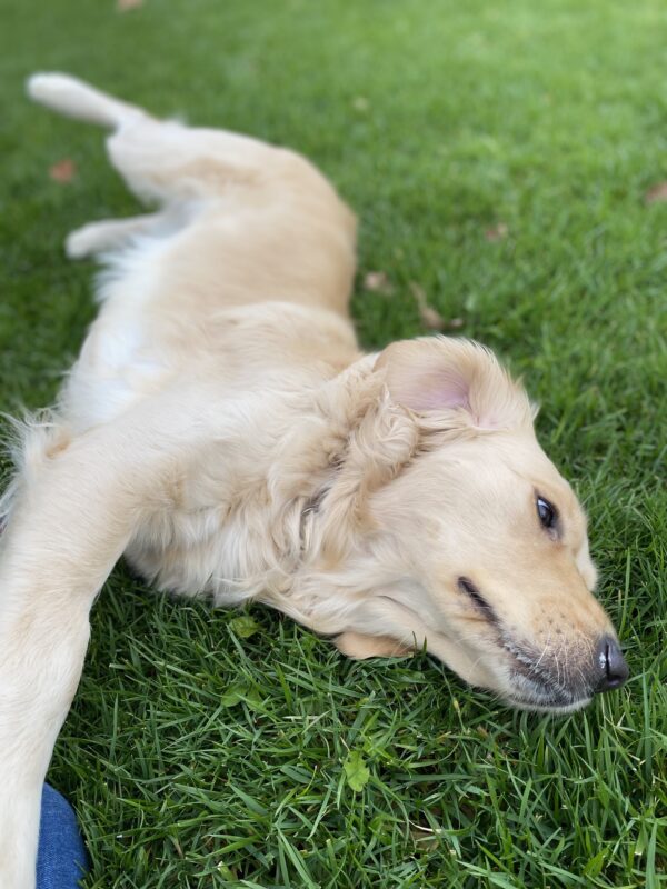 A golden retriever/lab cross lays on her side in the grass.  We were taking a cuddle break during a walk, and true to form, she wanted belly rubs.
