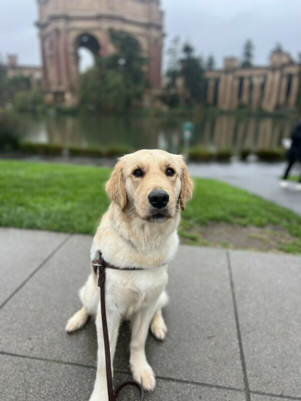 Stephi sits in harness while staring into the camera. Her ears are dark and wet from the rain outside. In the background is the Palace of the Fine Arts in San Francisco.