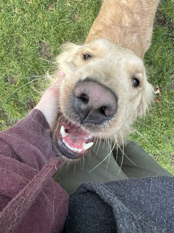 A male yellow lab golden cross named Stimson is looking up at the camera. He is getting chin scritches from his instructor who's sweathshirt is covered in Stimson's fur.