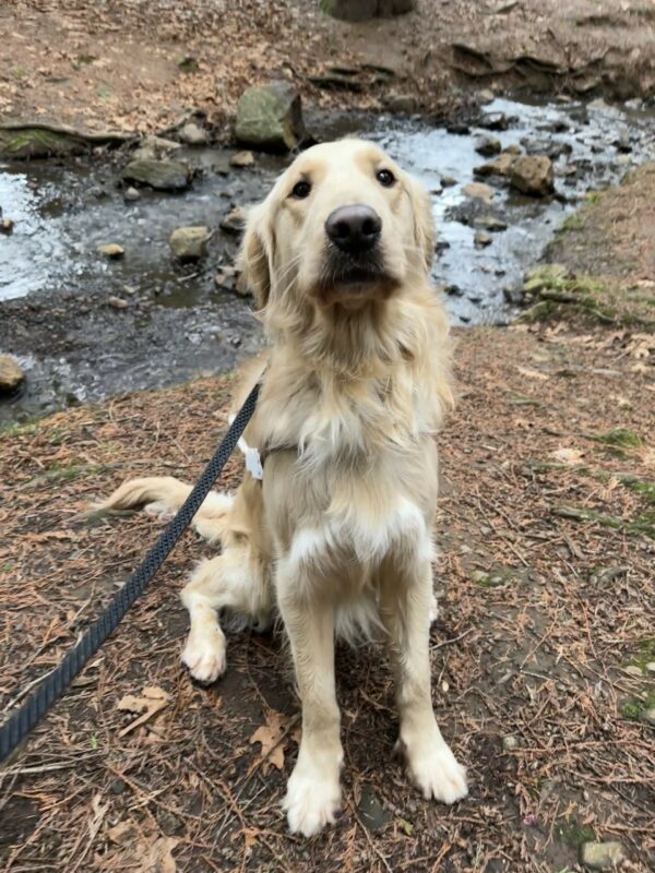 Stimson, a male yellow lab golden cross, is sitting on dirt covered in tree debris. There is a creek behind him. Stimson is wearing his guide dog harness and is looking at the camera.