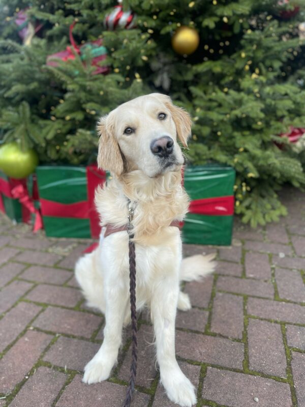 Supreme, a male golden Labrador cross, sits in his guide dog harness in front of a large Christmas tree. The tree is full of red and white striped, gold, and green ornaments. Supreme is placed in front of big green presents with red bows on them. He is looking at the camera with a head tilt.