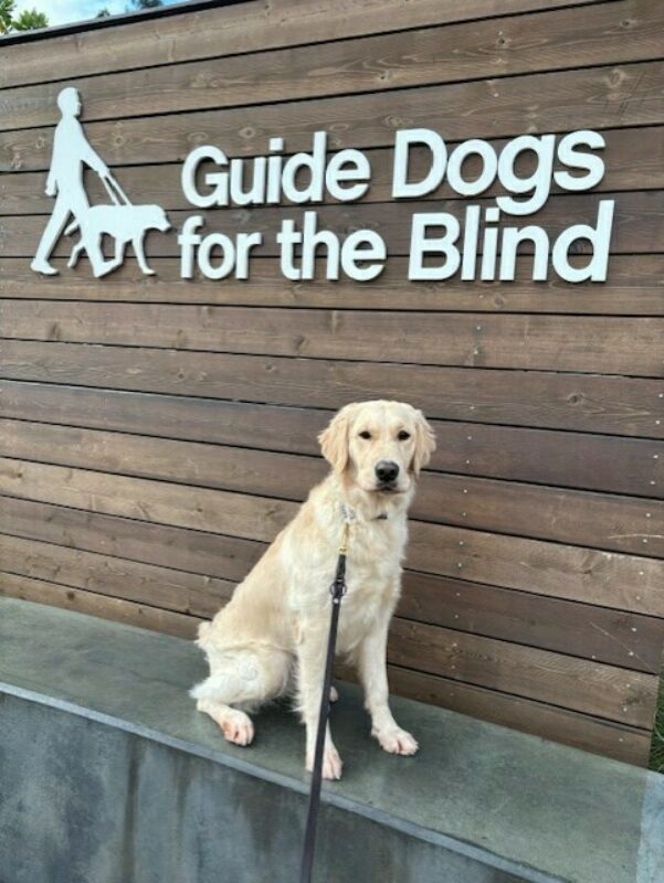 <p>Sweetie sits in front of a wooden sign with Guide Dogs for the Blind printed on it. The GDB logo is also visible. Sweetie is looking at the camera.</p>