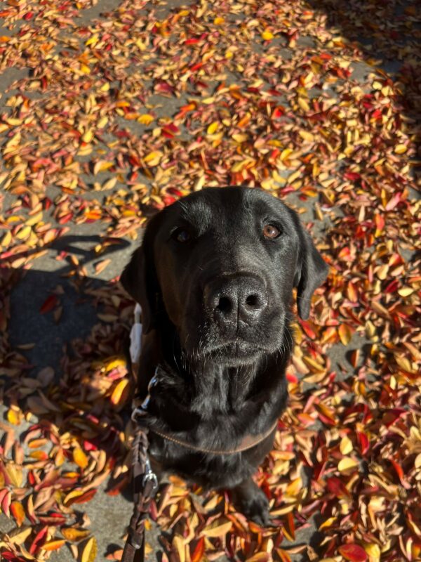 Tamsin is pictured in harness, on leash, looking up at the camera. She is surrounded by yellow, red and orange leaves all around her on a sunny fall/winter type day.