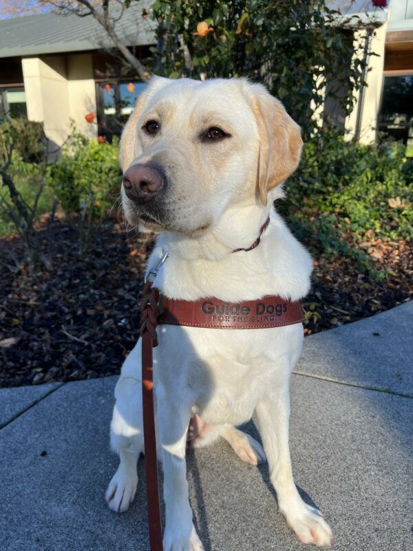 <p>Thimble is sitting in front of a flower bed on the California campus. She is wearing a guide dog harness and looking off to the side of the camera.</p>