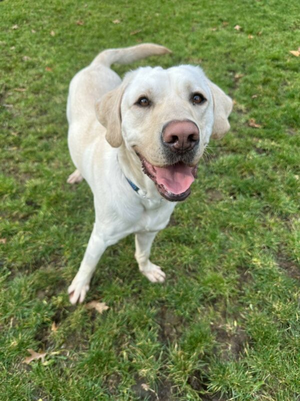 Tilden, a male yellow lab, is standing in the fenced in grassy area on campus. He is smiling and looking up at the camera.