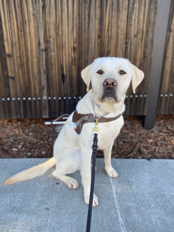 Titan sits in harness on the sidewalk in front of a wooden fence. He is looking at the camera with his mouth closed and a serious expression.