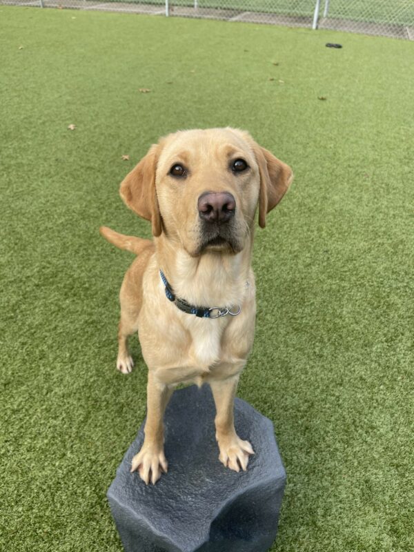 Valerie, a female yellow Labrador, stands her front feet on a fake gray rock in the grassy free run on the Oregon campus. She is looking at the camera and her tail is mid wag.