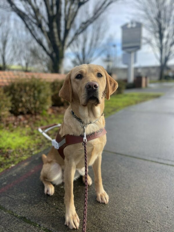 Valerie, a female yellow Labrador, sits in her leather harness on a sidewalk in downtown Gresham. Behind her brick half wall and some green bushes and trees. The sky is blue and Valerie is looking at the camera.
