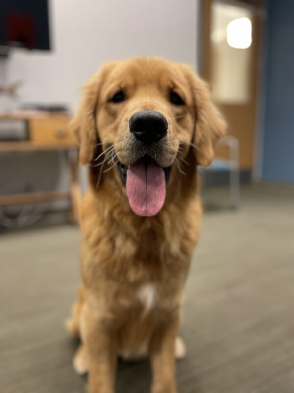 Wags, a male yellow labrador/golden retriever cross, sits in an office looking directly into the camera.  His mouth is open and tongue is hanging out in a relaxed smile.