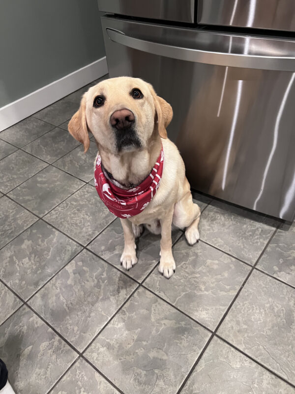 Yosemite, a male yellow labrador, sits in the kitchen staring up at the camera.  He is wearing a red scarf and is eagerly awaiting his dinner.