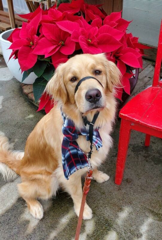 Bart, a yellow Lab-Golden cross, is sitting looking a the camera with a lush, red poinsettia behind him. He is wearing a white, black, and red plaid scarf and a black head collar.