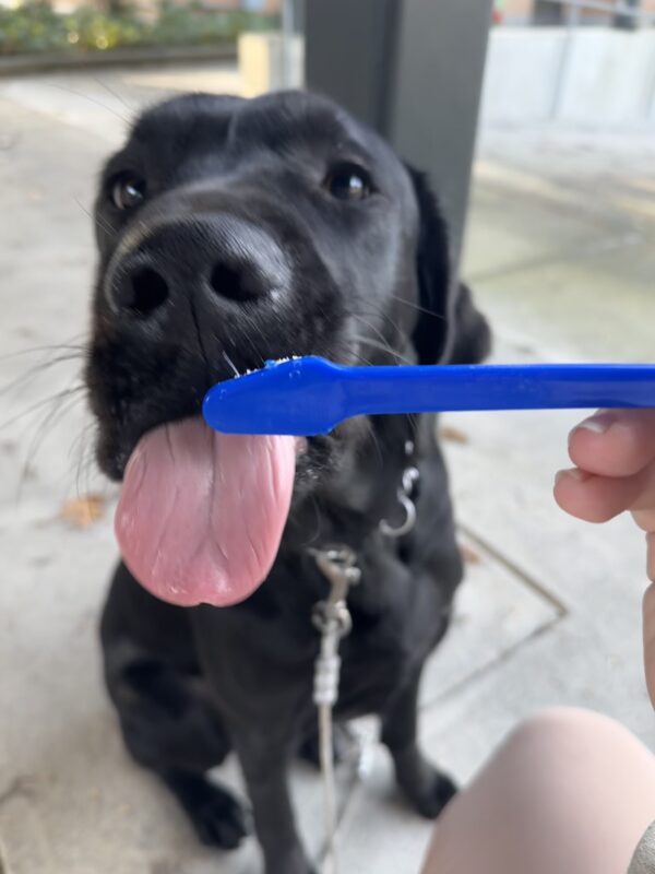 Lance, a black lab, sits in front of his instructor holding a toothbrush. He has his tongue out ready for some teeth brushing!