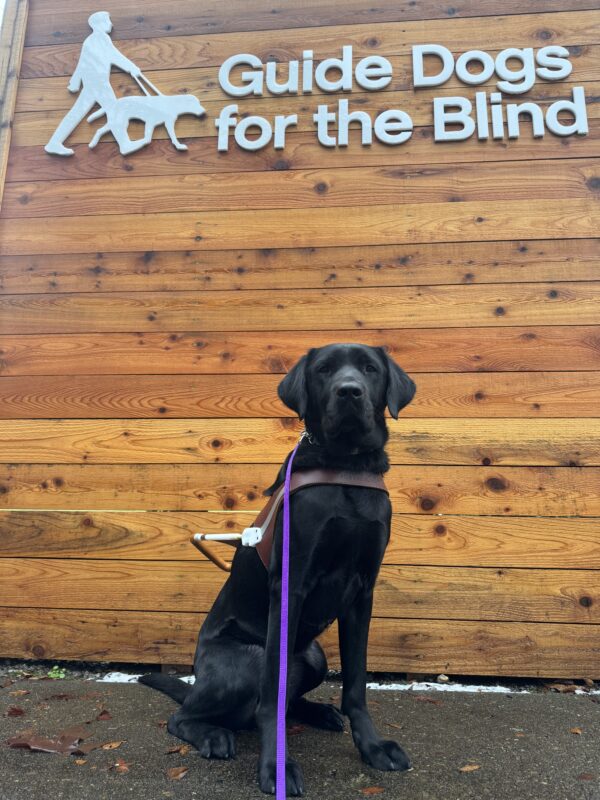Lance, a black lab, sits in front of a wooden wall with GDB's logo on it. He is wearing his harness and looking into the camera seriously.