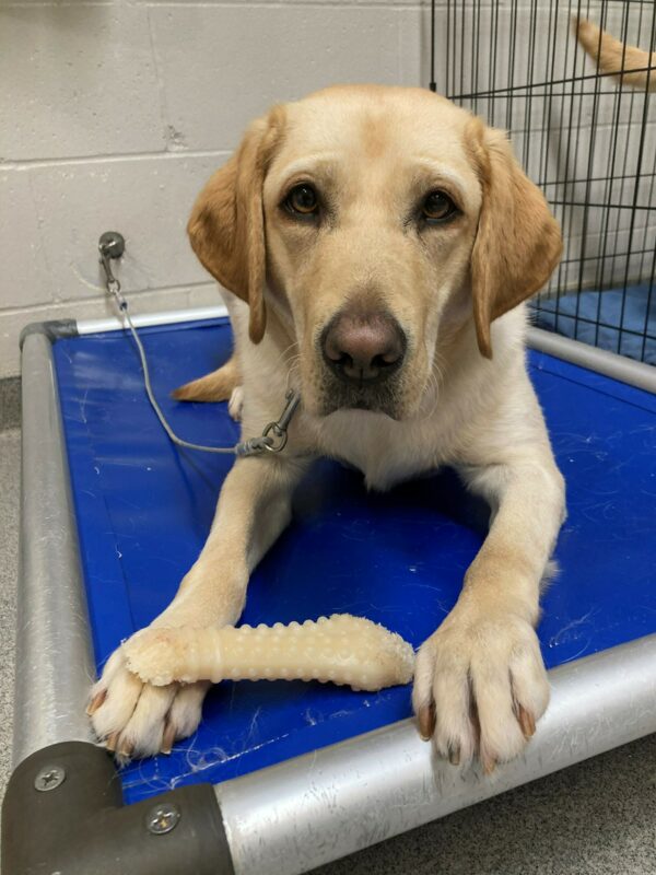 Penelope, a female yellow labrador, lays on a blue raised dog bed looking into the camera.  She has a nylabone resting between her front paws.