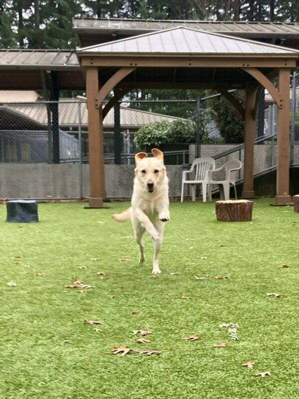 Penelope, a female yellow labrador, is caught mid-leap while playing in the grass play yard on the OR campus.  Her front legs are off the ground and her ears are up over her head.