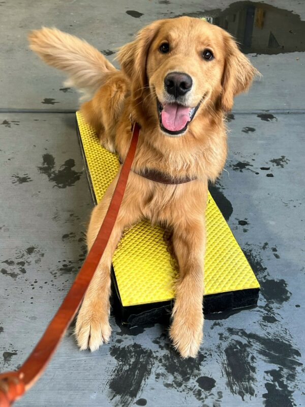 <p>Peter is laying on a yellow pedestal. He is wearing his guide dog harness which is almost covered with his long fur! He has a happy expression on his face and is wagging his tail.</p>