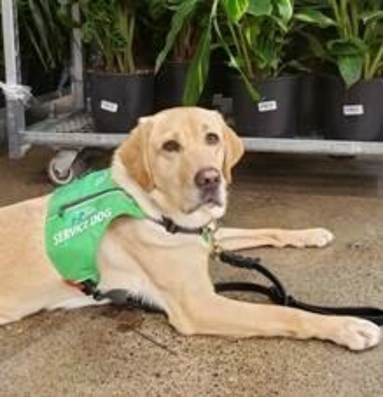 Yellow Lab Raelyn looks into the camera while practicing her down in public and wearing a green vest that says Service Dog. A cart with green plants is in the background.