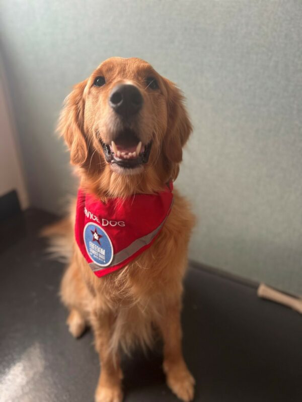 Golden Retriever Riggs wearing a red service dog scarf, smiling for the camera.