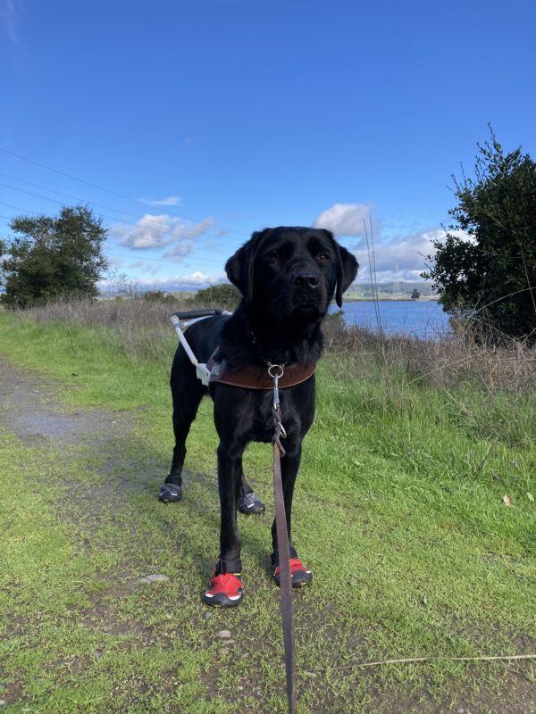 <p>Jamboree stands with her harness wearing black and red booties. She stands on a dirt trail surrounded by lush green grass. tress, and a pond in the background.</p>