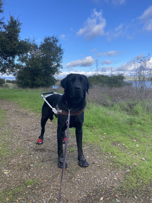 <p>Holmes, a black male Labrador Retriever, stands on a dirt path in harness wearing black and red booties. He is surrounded by lush green grass, trees, and a pond.</p>