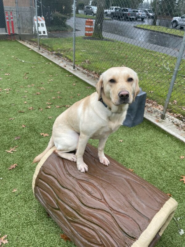Veruca is sitting on a plastic log in a free-run area. She is looking at the camera.