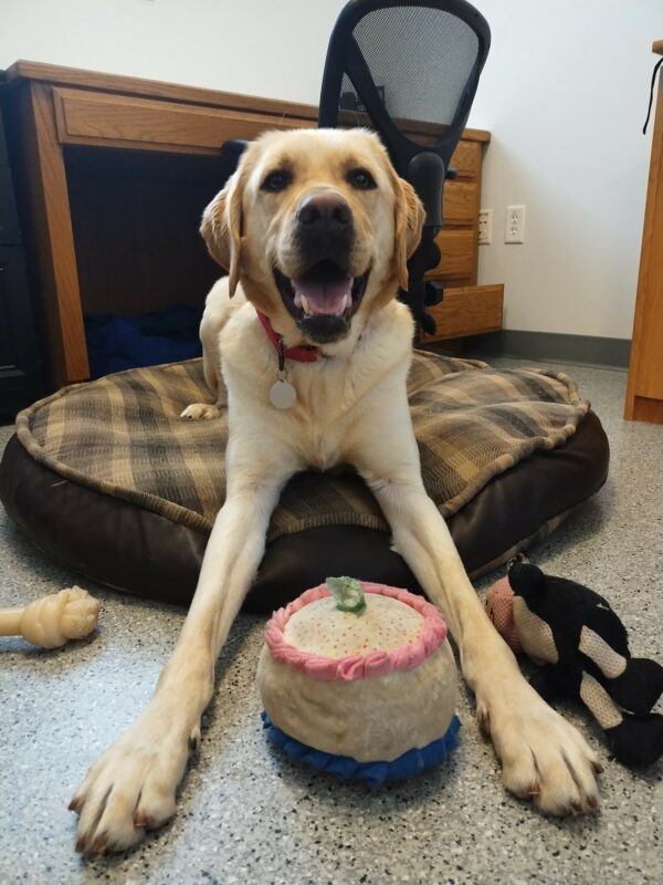 Yellow Lab Veteran smiling happily laying on a plaid dog bed with toys all around him.