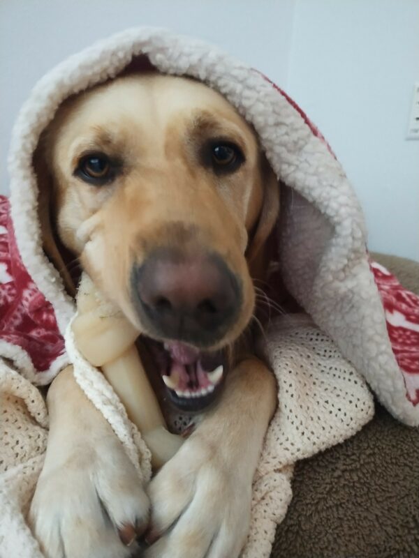 Yellow Lab Veteran all cozy under a blanket while he chews a nylabone.