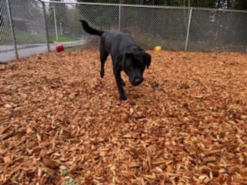 Black lab Victory runs across a fenced in play are filled with bark chips.