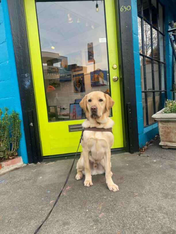 Dean sits in front of a brightly colored art studio. He is sporting his harness and a curious expression.