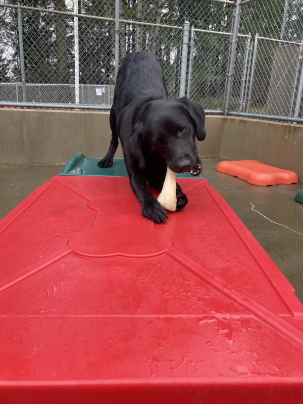 Brandy chews a bone on top of a red and green play structure in the outside play area. Her rear end is up in the air and she holds a bone between her front paws to get it at the perfect angle for chewing.