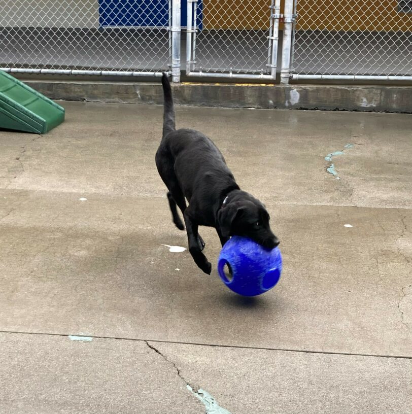 Juanita, an adorable black lab is playing on the California campus, she is holding a blue jolly ball in her mouth while she moves through community run.