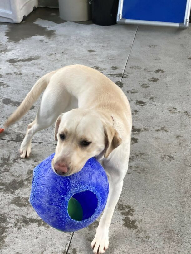 Leilani, a petite pale yellow lab is playing in community run. She is holding a blue jolly ball in her mouth and her tail is a blur as she wags it happily.