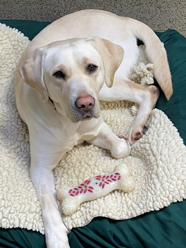 Leilani, a petite pale yellow lab is laying on a cozy bed on campus, she is looking intently at the camera with her brown eyes and her adorable pink nose. A bone shaped nylabone is laying at her paws.