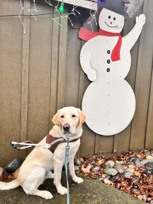 Prancer is sitting in front of a building line looking slightly off center from the camera. Behind him are some Christmas lights and a happy snowman.