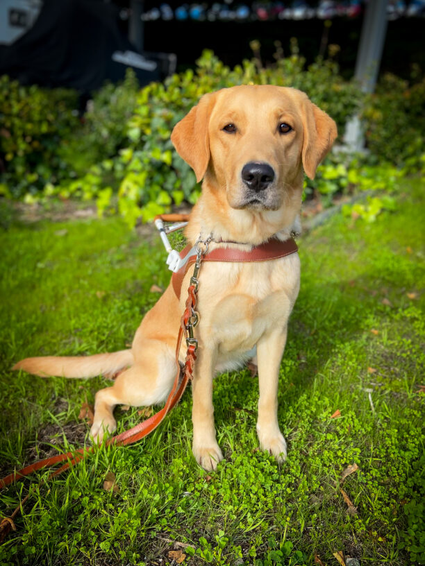 Adorable Rye sits on bright green grass in a Guide Dogs harness looking directly at the camera