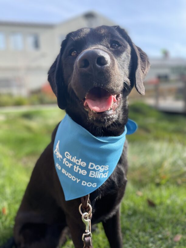 Sophie, a female black labrador, sits in the sunshine looking into the camera with her mouth open in a relaxed smile.  She is sitting in the grass with a blurry building behind her and she is wearing her blue K9 Buddy scarf.