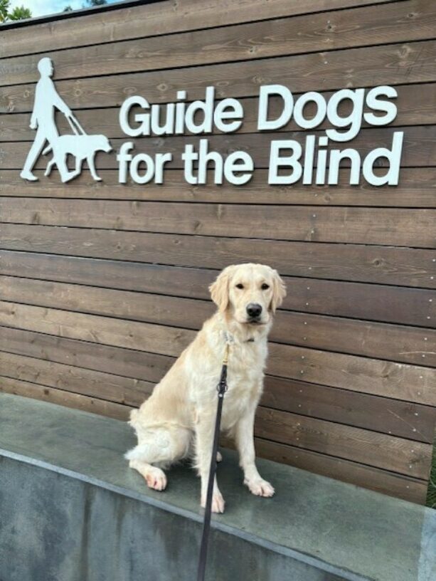 Sweetie sits in front of a wooden sign with Guide Dogs for the Blind printed on it. The GDB logo is also visible. Sweetie is looking at the camera.