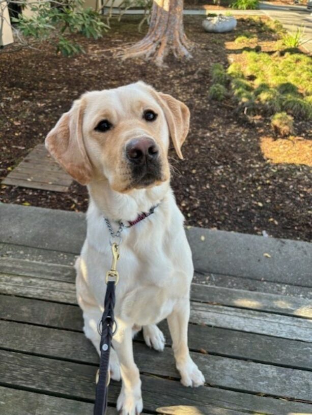 Trusty takes a break on a campus walk to pose for a quick picture. He is sitting on a wooden bench. Mulch and a tree are visible behind him. He is looking at the camera.