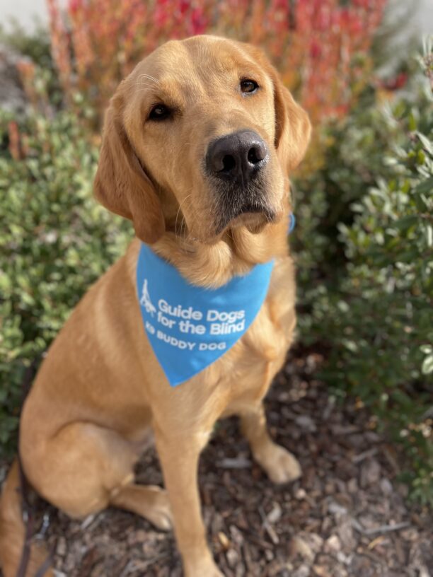 Warner, a male yellow lab/golden retriever cross looks into the camera with soft brown eyes.  He is wearing his blue K9 Buddy scarf and sitting amongst green and orange foliage.